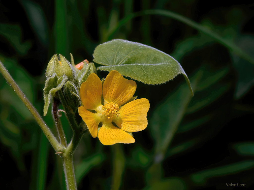Velvetleaf - Abutilon theophrasti  -  Malvaceae: Mallow family