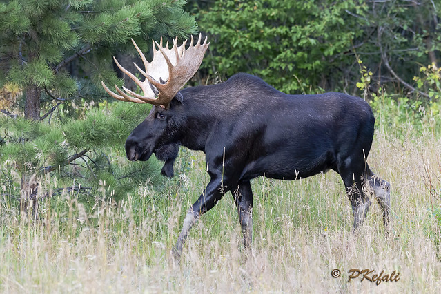 Rocky Mountain Bull Moose