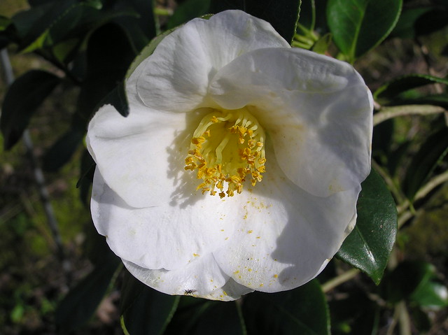 Camellia japonica L. 1753 (THEACEAE) 'Madame Lourmand'.