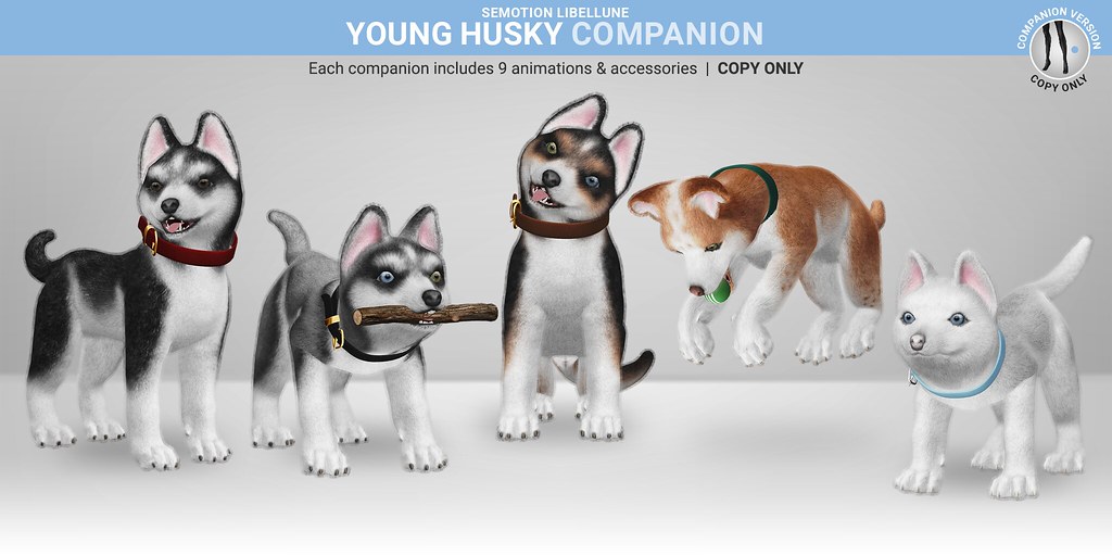 SEmotion Libellune Young Husky Companion