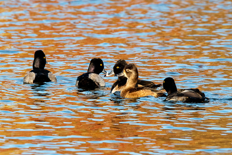 ring-necked-ducks-7949