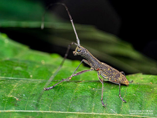 Longhorn beetle (Gnoma sp.) - P8215162