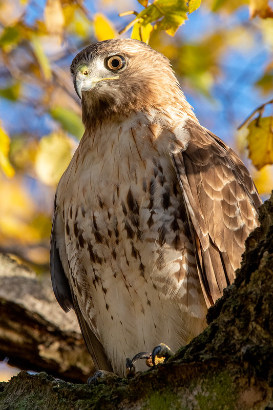 red-tailed-hawk-close-up-7784