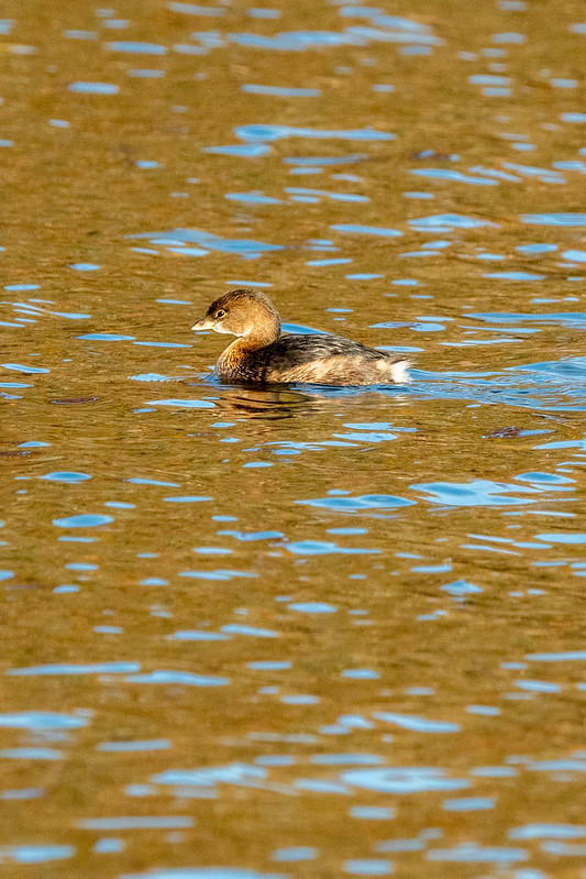 pied-billed-grebe-7962