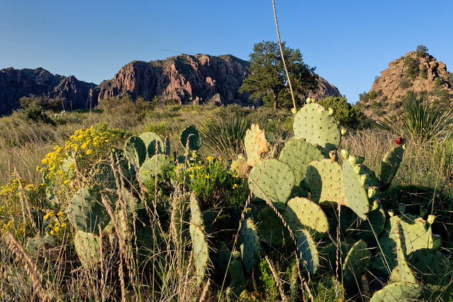 Fresh Ideas for Travel in Big Bend National Park