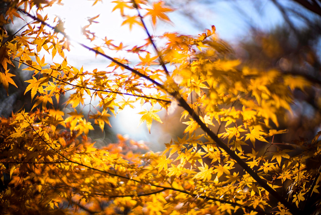 Under the November Sunlight | moaan | Flickr
