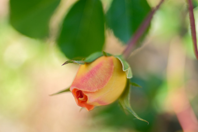 orange rosebud