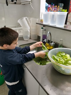 Prep 5 went to the green garden and harvested the first lettuce