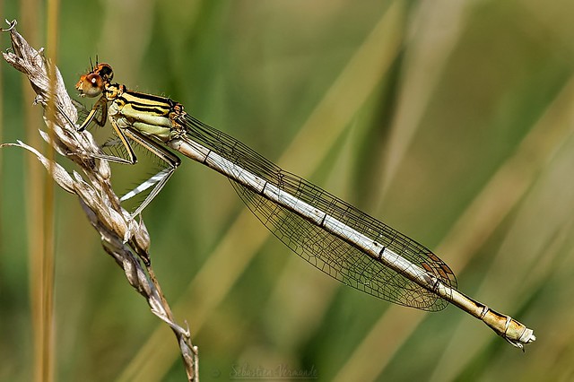 Damselfly - Platycnemis pennipes - Agrion à larges pattes ♂ immature