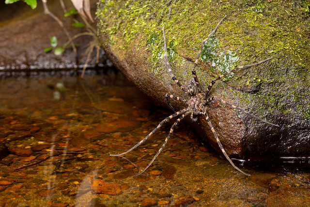 Giant Fishing Spider - Megadolomedes australianus