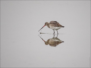 Black-tailed godwit | by FlickrDelusions