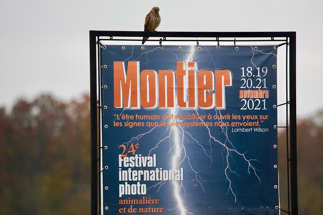 Festival de la photo animalière / Montier en Der