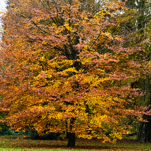 Autumn leaf colours, Bantock Park