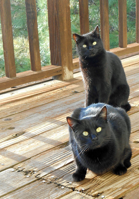 Feral cats on the deck