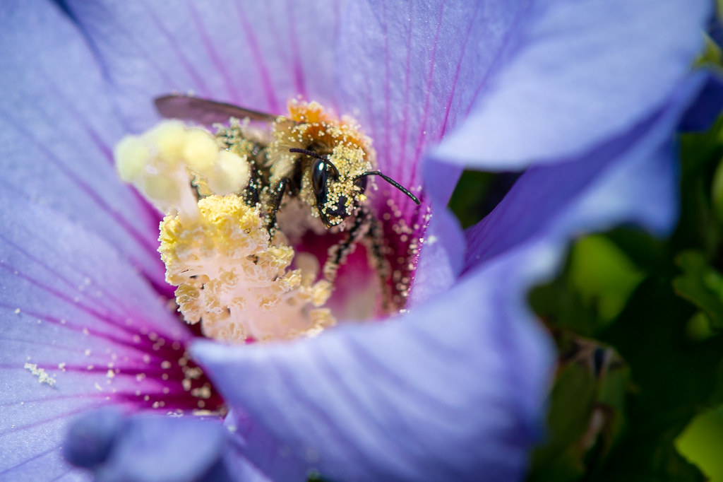 Collecting the flower pollen