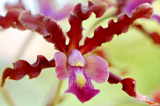 Myrmecophila Orchid