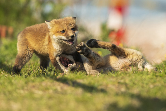 Fox Kits | Vulpes vulpes