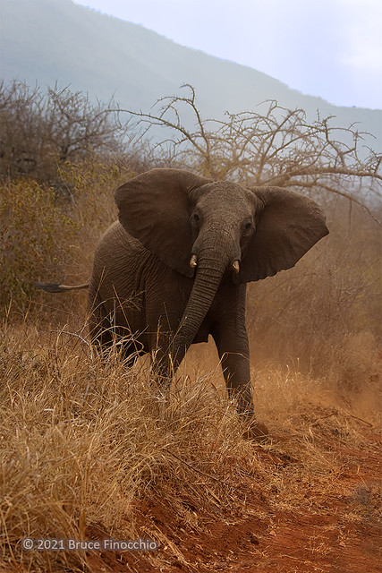 Female Elephant Raises Head Sending A Warning Message