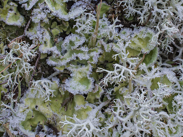 frosty lichens