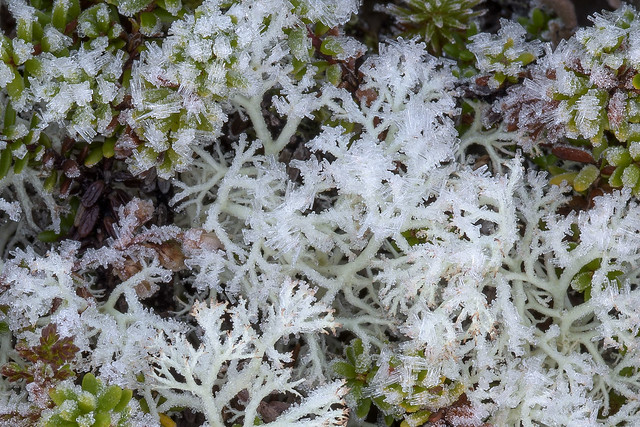 frosted Cladonia