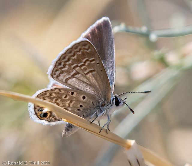 Ceraunus Blue (Hemiargus ceranunus) - - Agua Caliente Park, Pima County, AZ/09