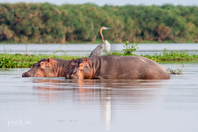 Hippos and Birds