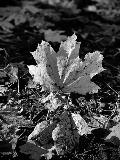 Maple leaf in Black and white.