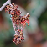 in search of witch hazel