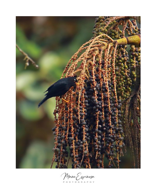 Mirlo Ojipálido, Turdus leucops, Pale-eyed Thrush. Mindoloma Birdlogde, Mindo, Ecuador