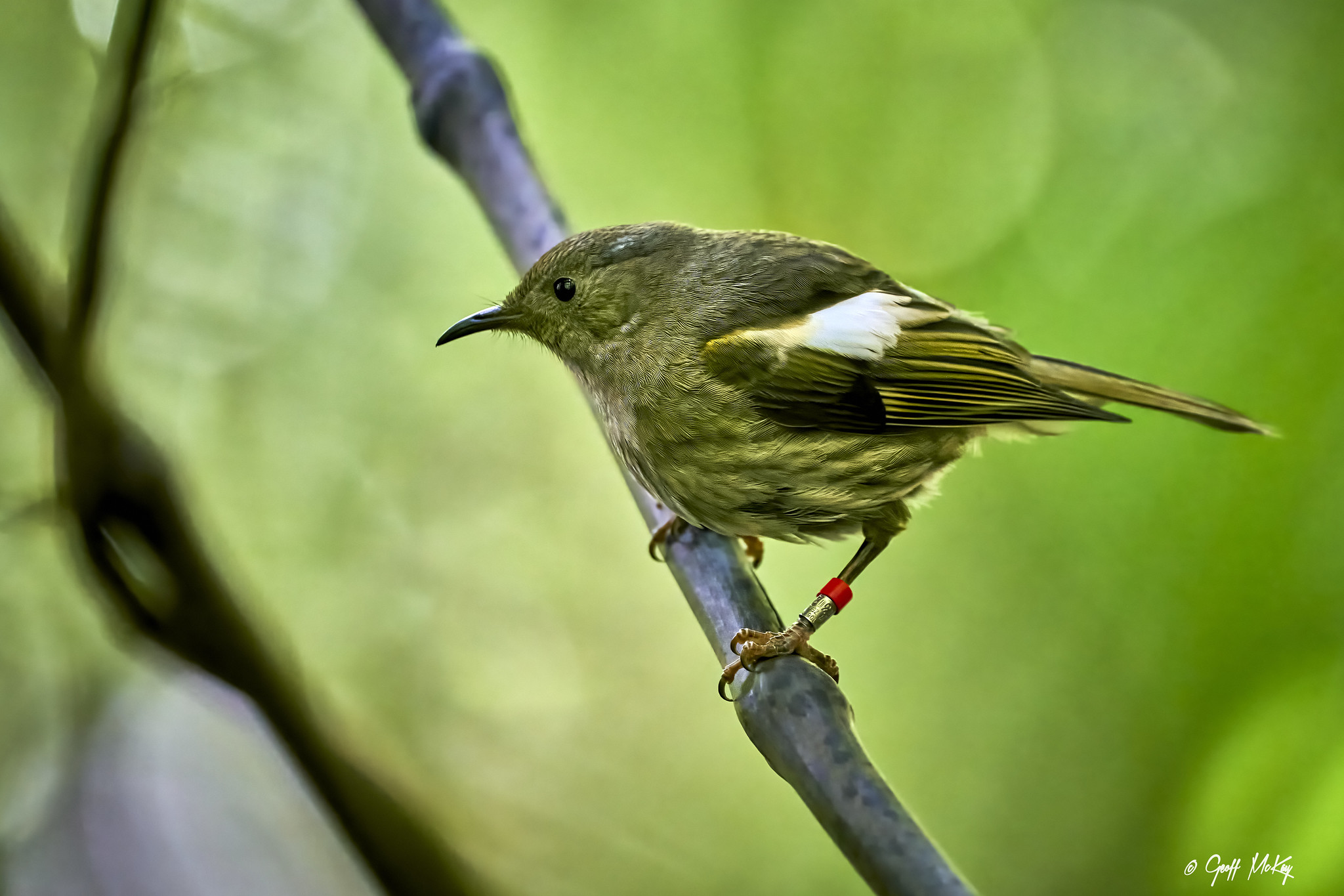 Female Stitchbird (Hihi)
