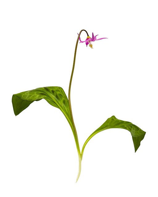 Erythronium revolutum (Pink Fawn Lily)