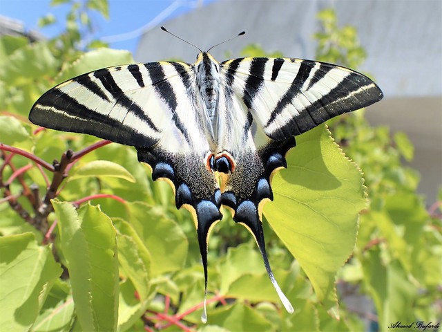 Butterfly 2075 (Iphiclides podalirius)