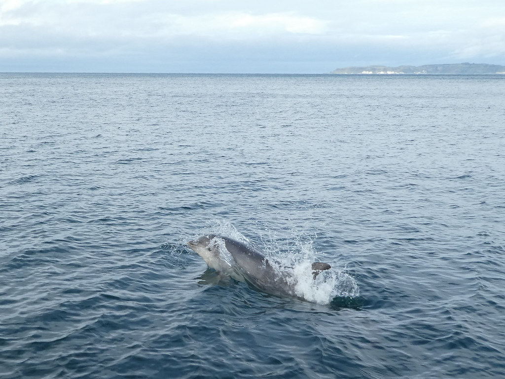 Dolphins on The Causeway Coast from Kintra Boat Tour