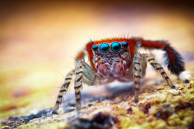 Male Saitis Barbipes - Jumping Spider