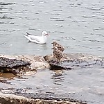 Seagull chicks
