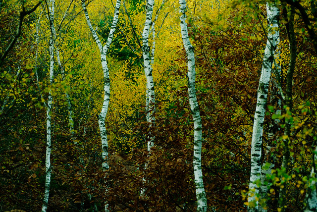 Etre en compagnie des bouleaux / Being in the company of birches