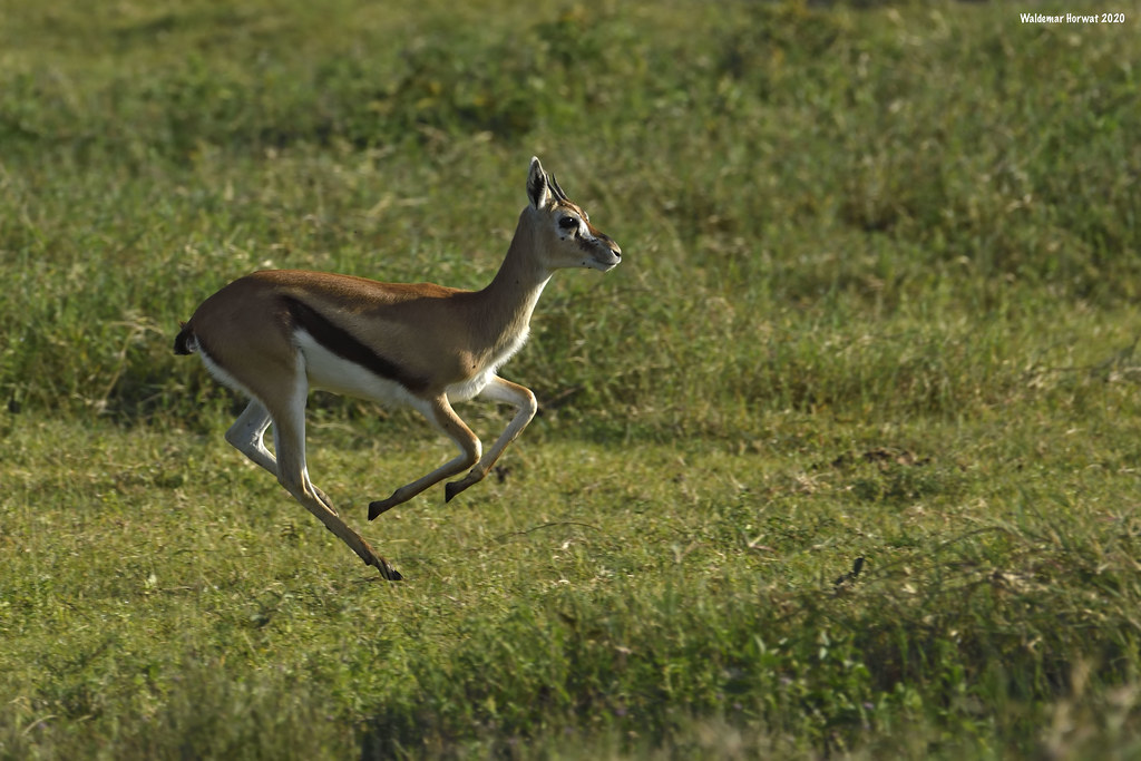 Thomson's Gazelle Running