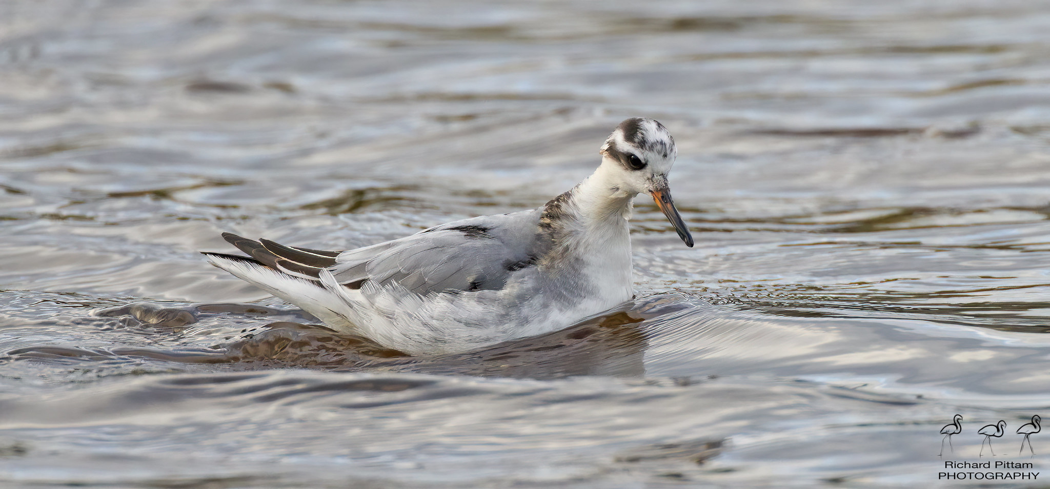 Grey Phalarope - not ideal conditions.