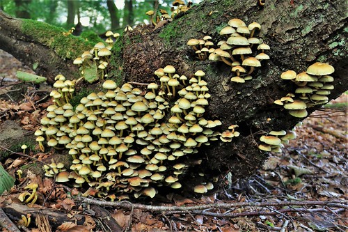 Hypholoma fasciculare (sulphur tuft) | by RyanVanDam