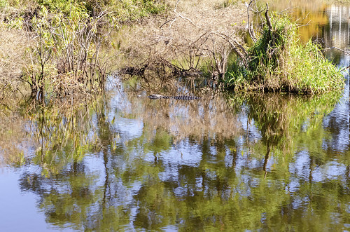alligator ambush outdoor animal wild coastal landscape the south carolina