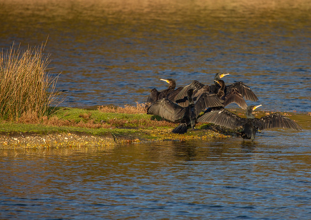 Cormorants drying out their wings in the early morning Autumn sun near Lymington, New Forest