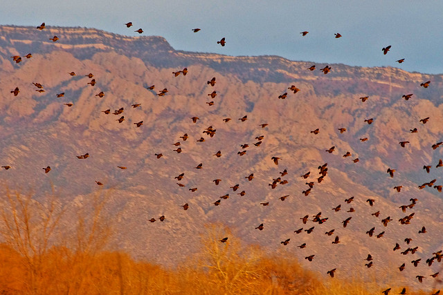 Red-winged Blackbirds, Sandia Mountains, autumn, and sunset.