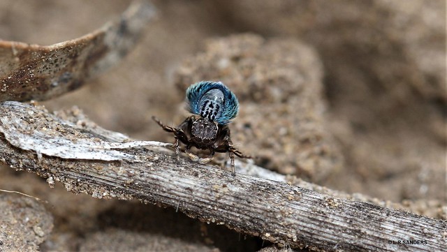 A undetermined species of Maratus displaying to the female