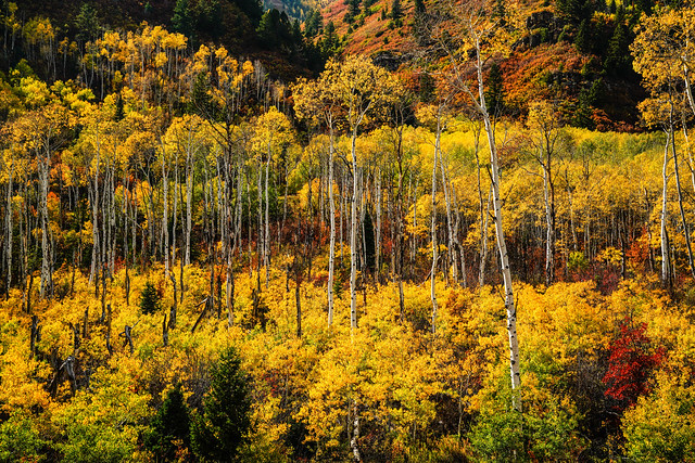 Fall Colorado[Explored]
