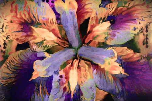 Dream Pop Japanese Iris | by Susan Maxwell Schmidt