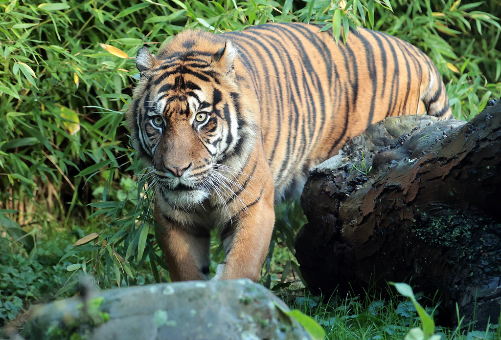 sumatran tiger Emas Blijdorp 9K2A1036