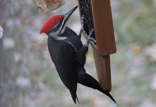 Banded Pileated Woodpecker