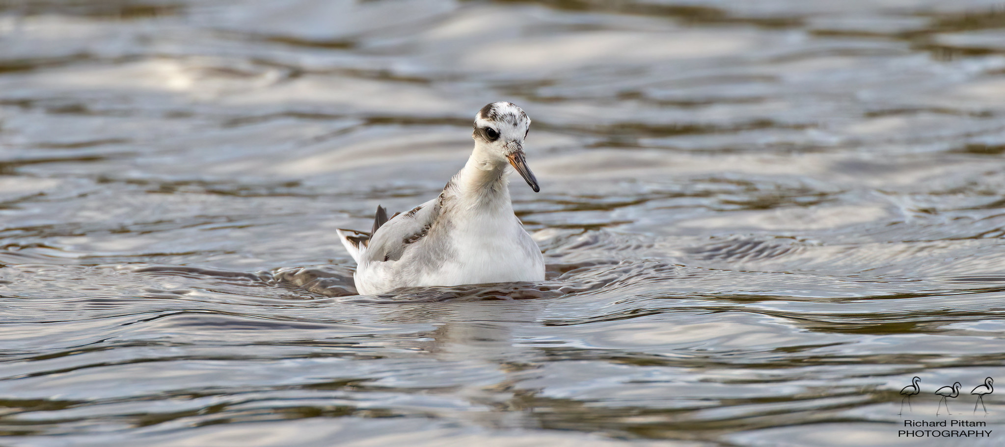 Grey Phalarope - not ideal conditions.