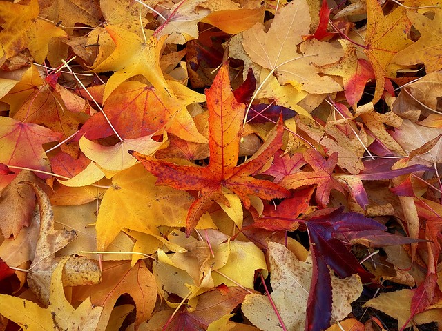 Autumn - Herbst