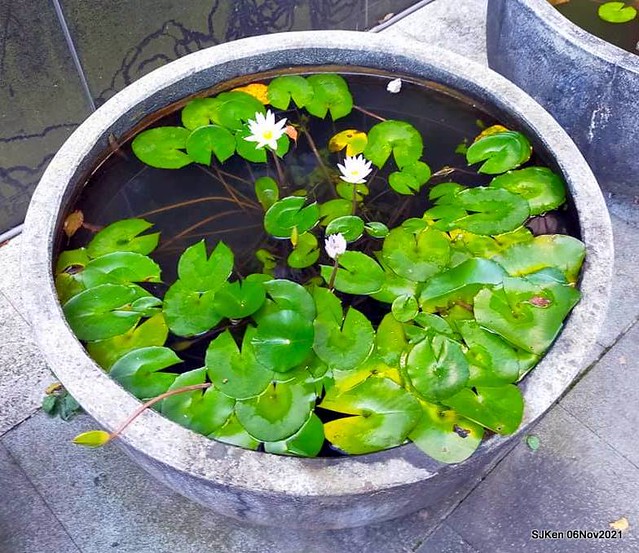 Water Lily at Green World NanGang，Taipei, Taiwan, SJKen, Nov 6, 2021.